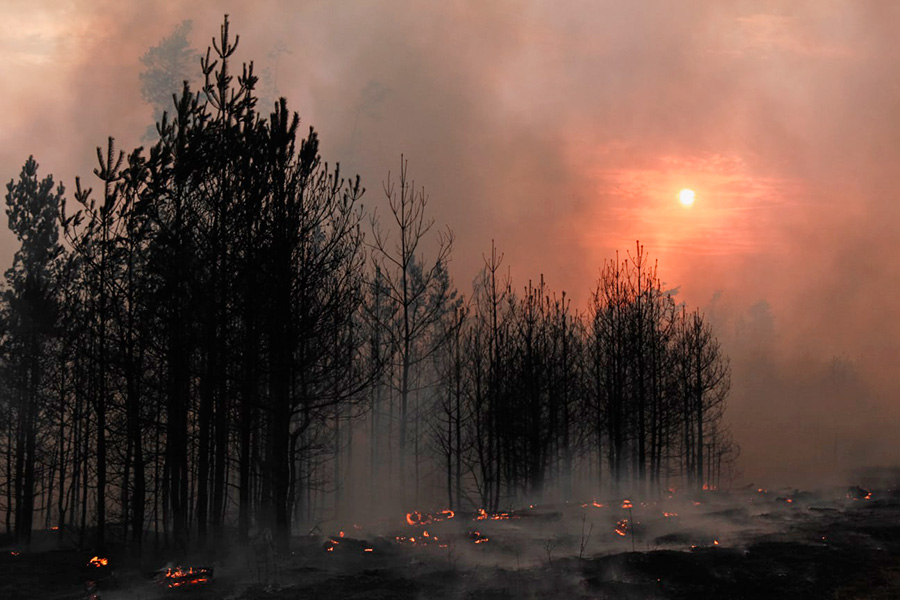Прокуратура проверит причины крупных лесных пожаров у Воронежа