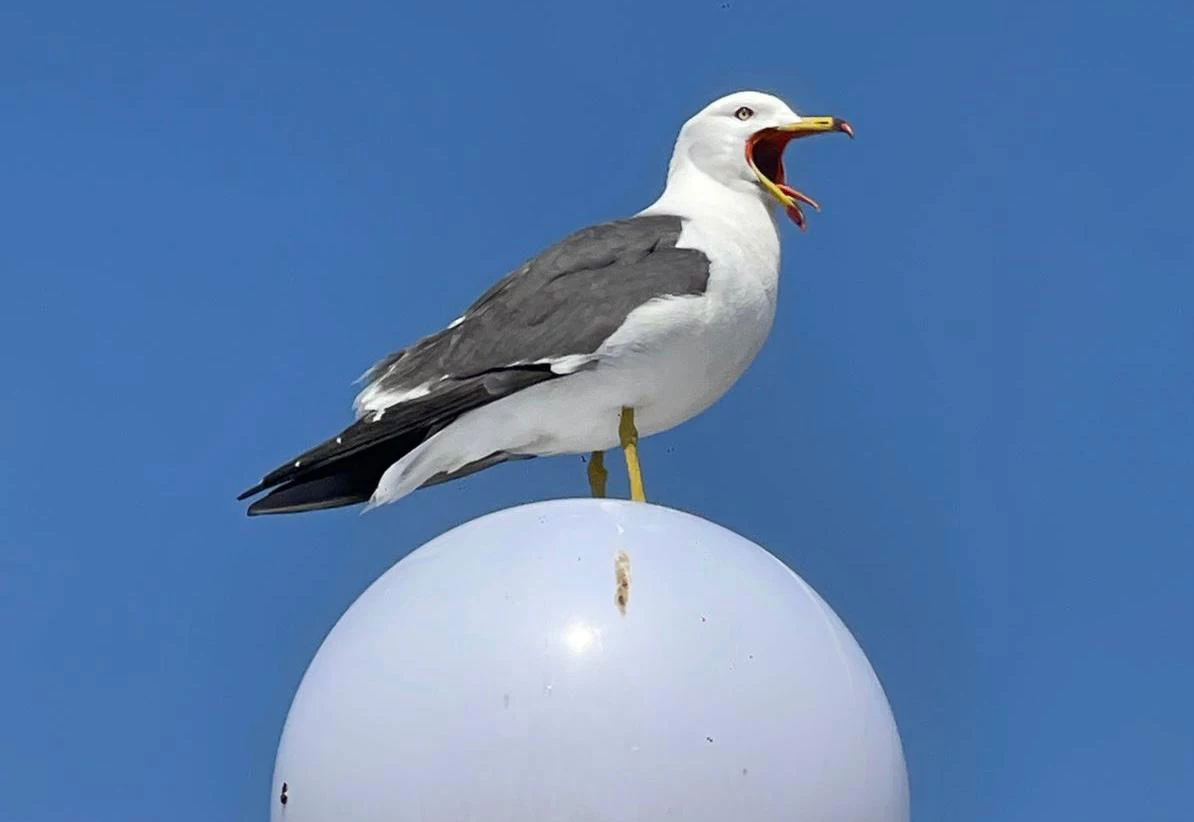 РБК Приморье