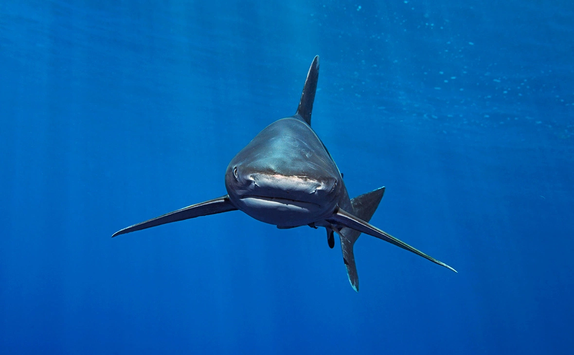 Norbert Probst / imagebroker.com / Global Look Press