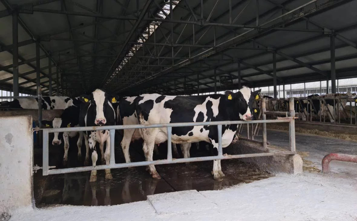 РБК Черноземье