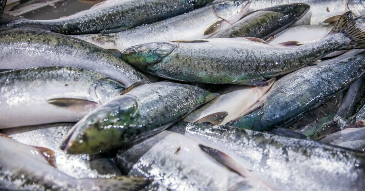  Объединенная пресс-служба Росрыболовства