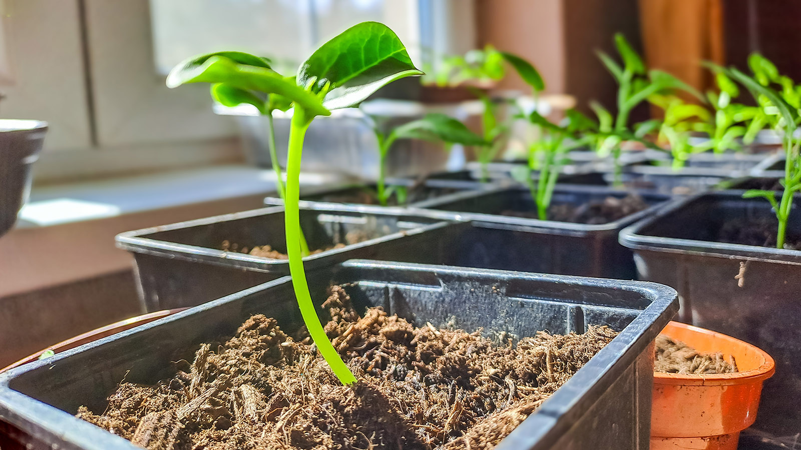 Больше всего ростки вытягиваются, если при некорректном поливе нарушен еще и температурный режим