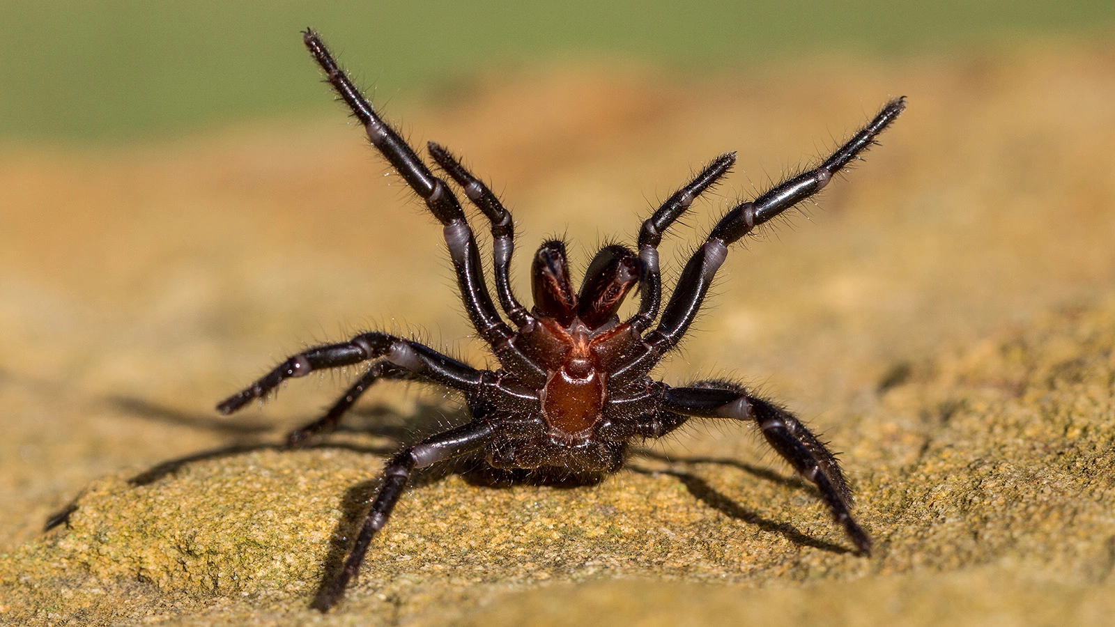 <p>Представитель вида сиднейского воронкообразного паука</p>