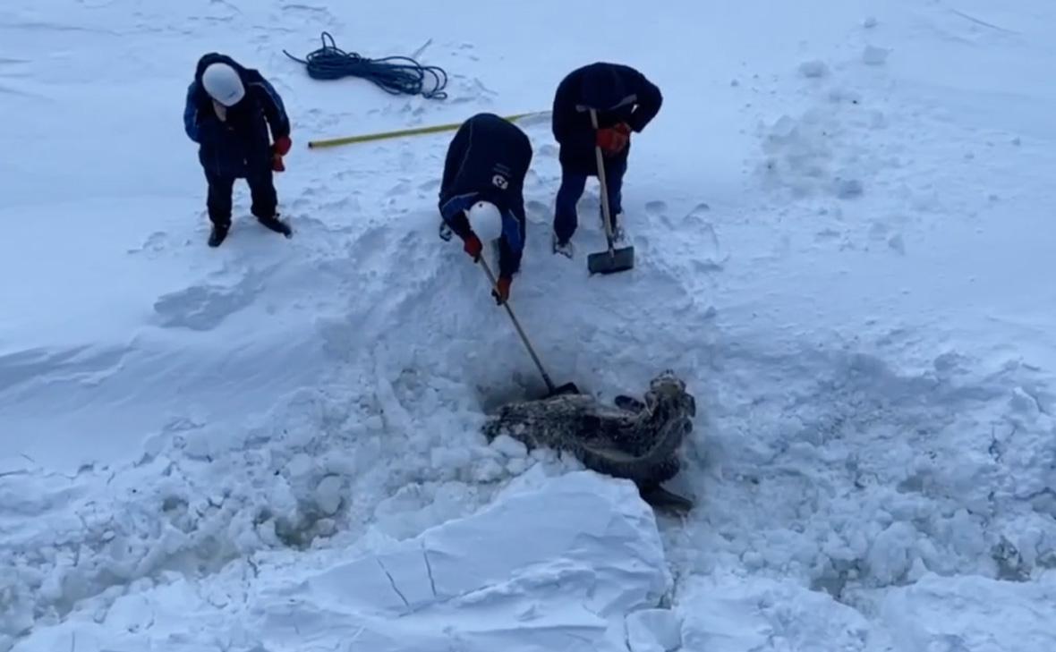 Фото: Atomflot_official / Telegram