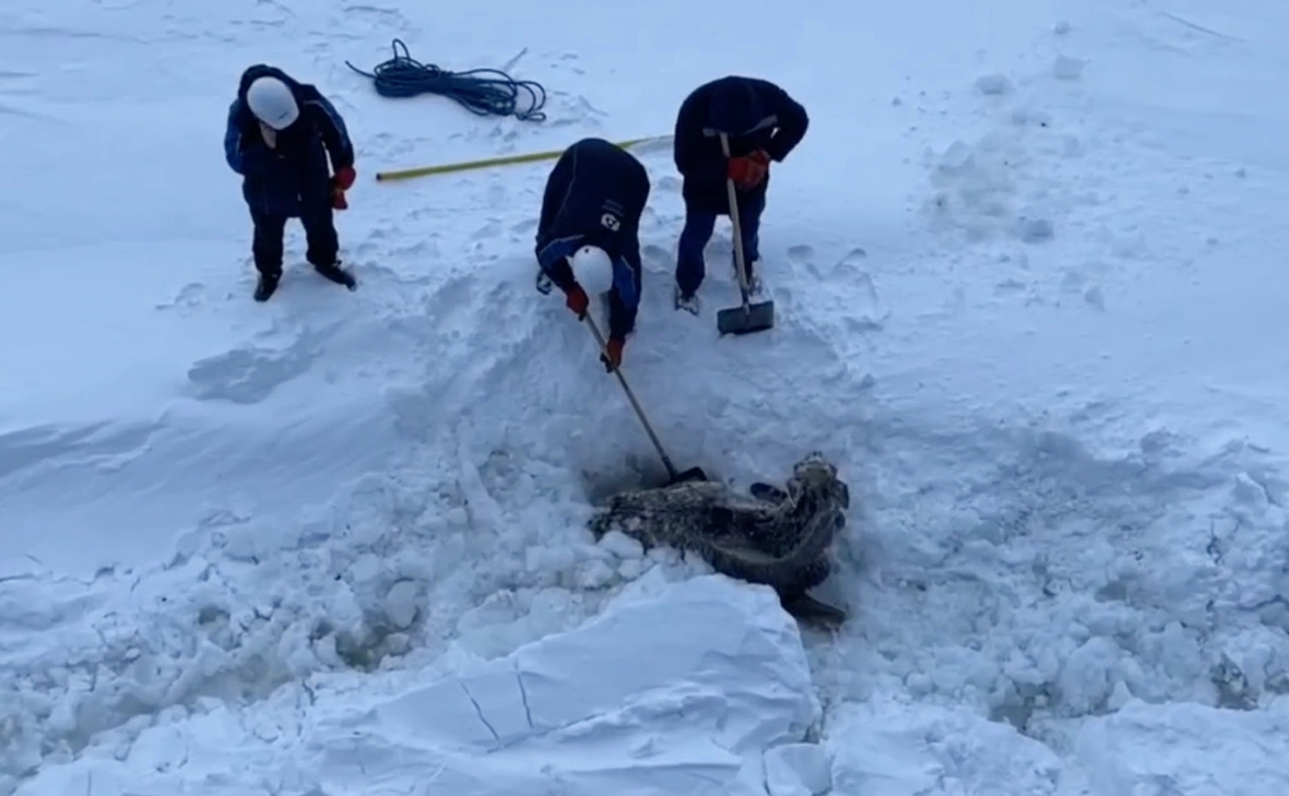 Atomflot_official / Telegram