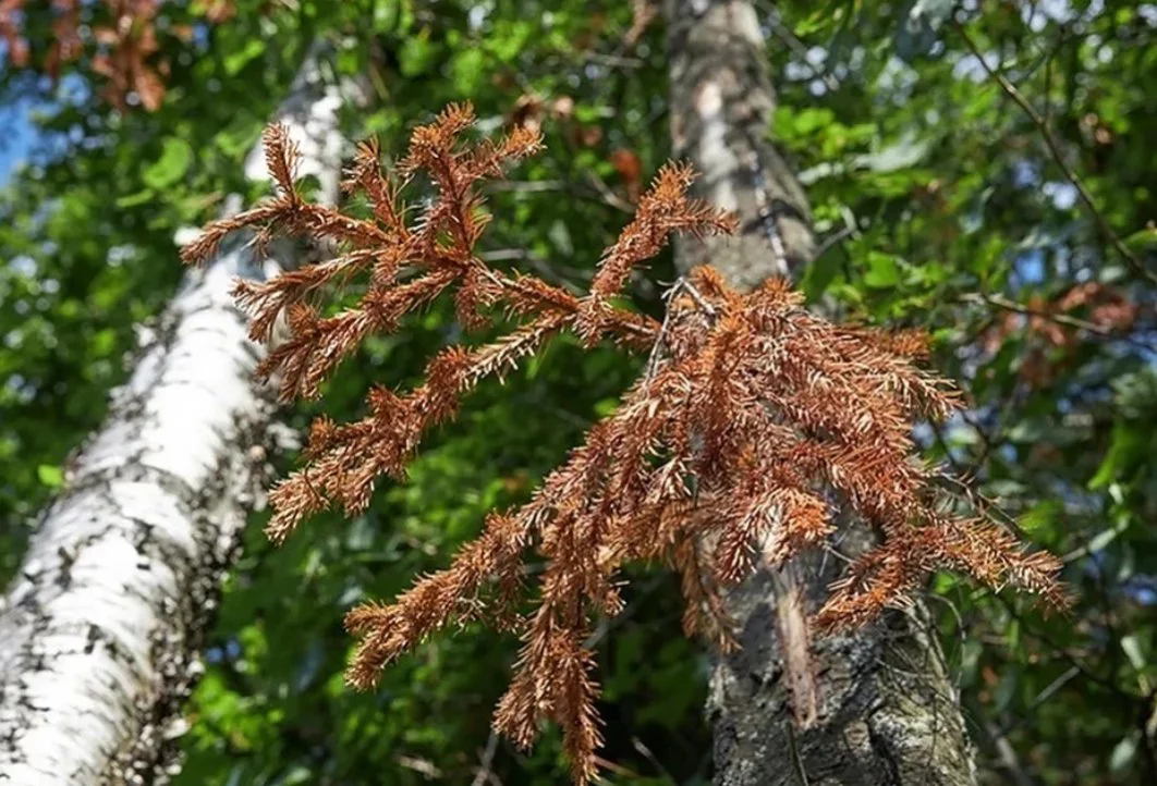  Николай Оберемченко