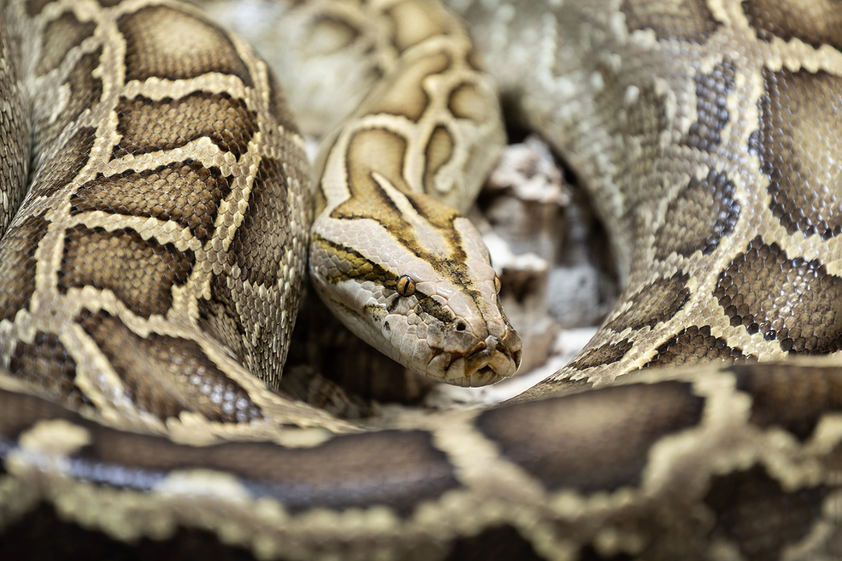 Темный тигровый питон