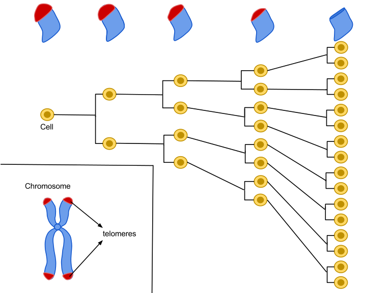 Большинство человеческих клеток делится от 40 до 60 раз , прежде чем умереть. По мере деления клетки теломеры на конце хромосомы становятся меньше, а к концу жизненного цикла клетки почти исчезают [5].
