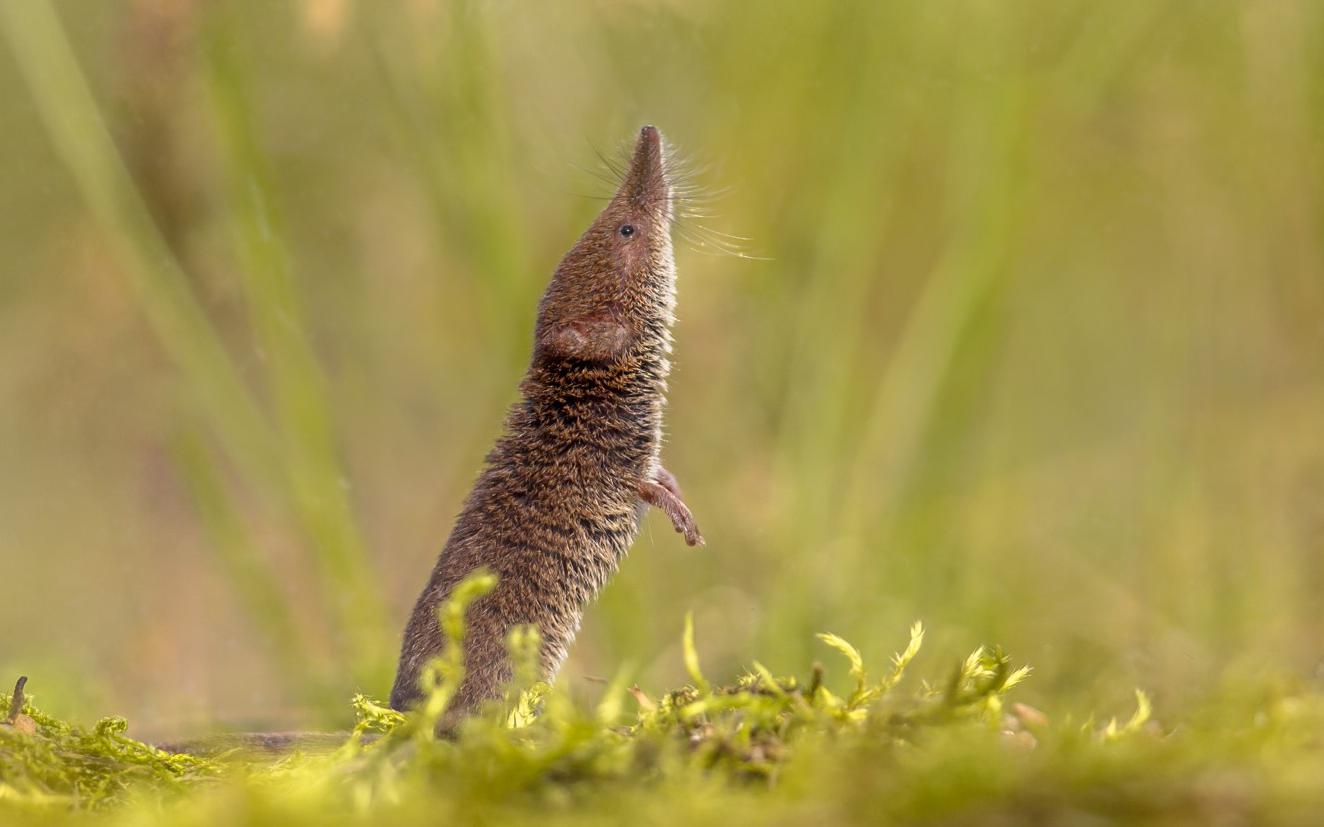 Фото: Rudmer Zwerver / Shutterstock / FOTODOM