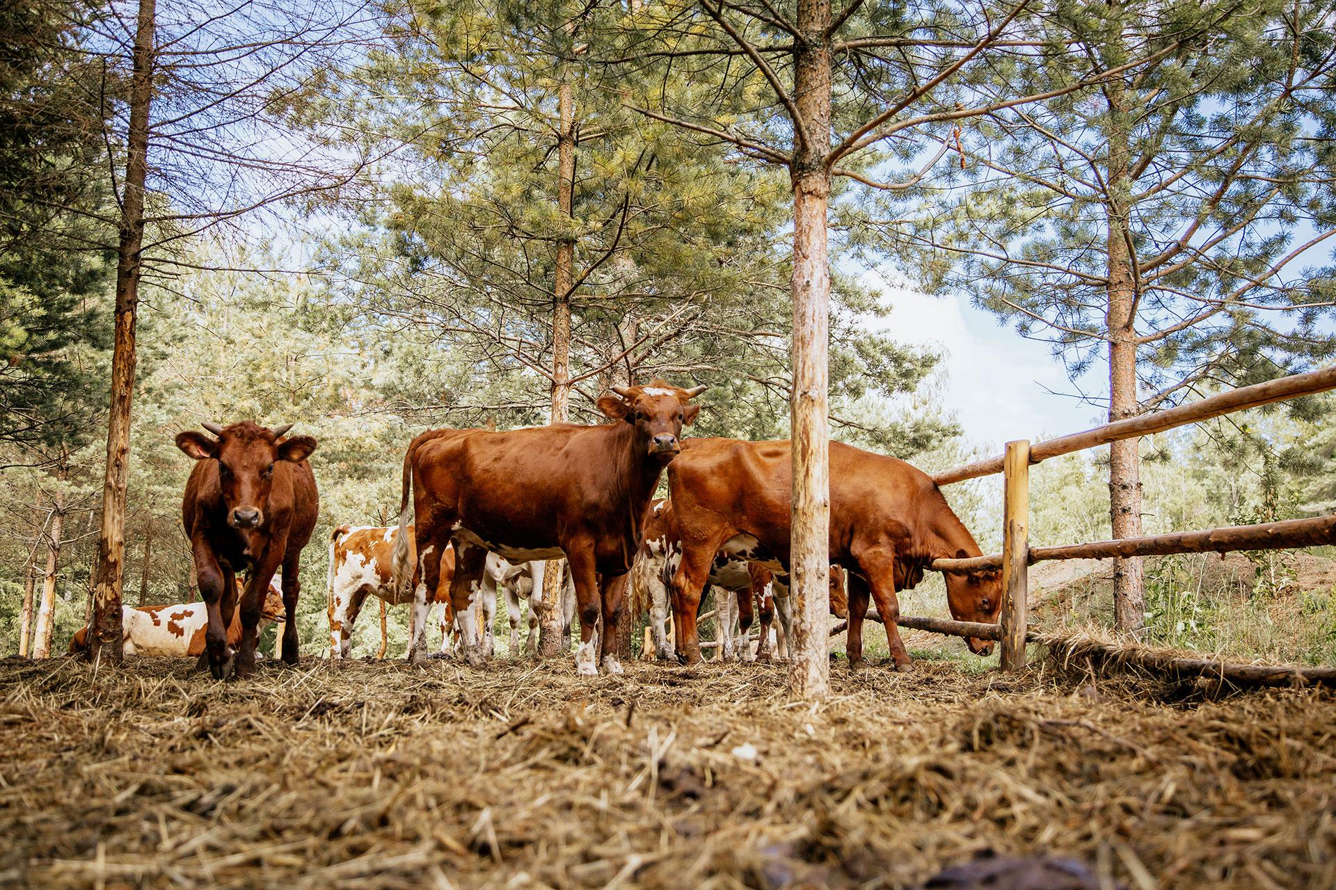 Ферма &laquo;Гастродача Вселуг&raquo;