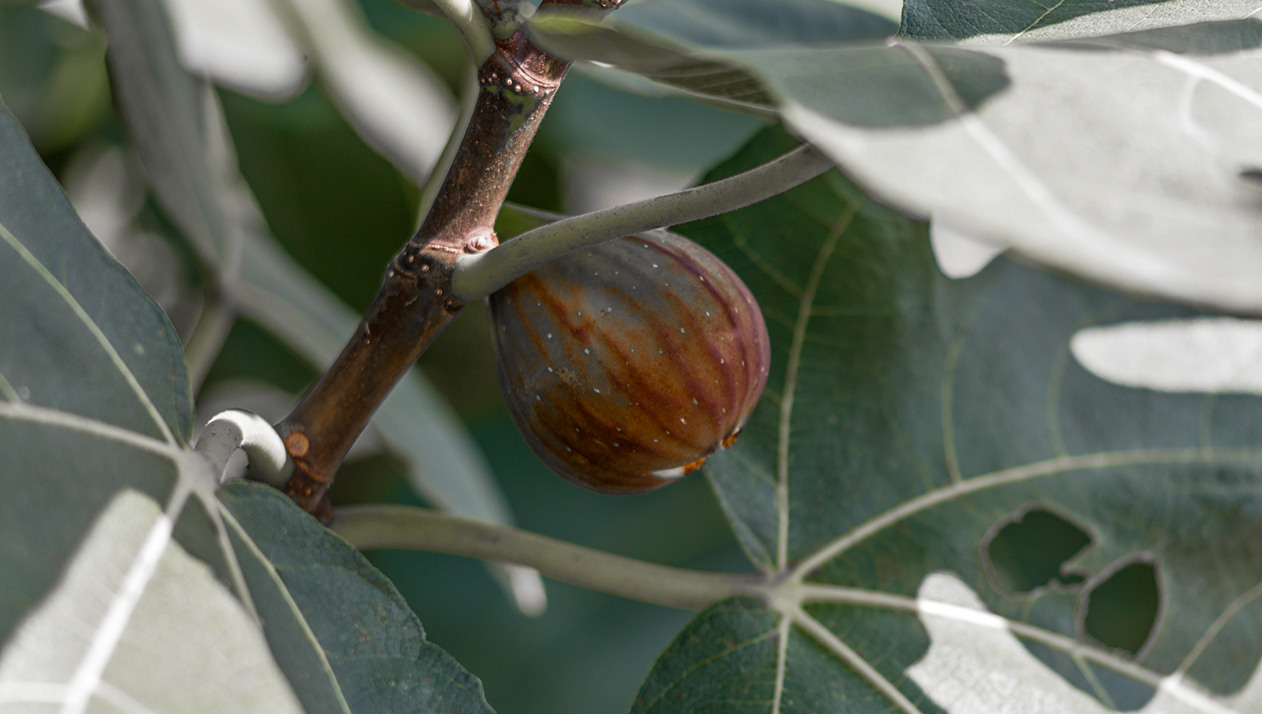 Зачем сажать грецкий орех и инжир вместо виноградников. Мнение экспертов