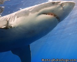 Стая крупных акул замечена в акватории Владивостока