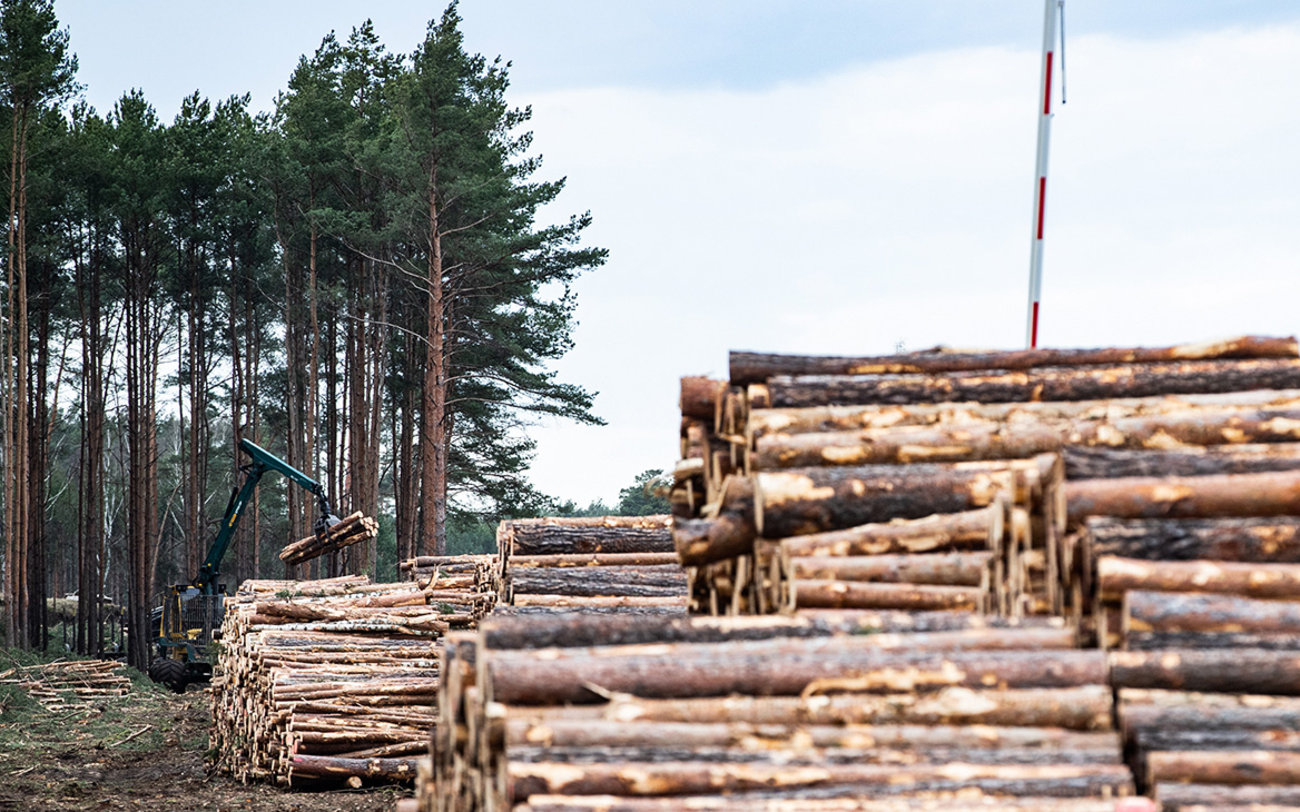 Глава компании Абрамовича и партнеров предложил приватизировать лес
