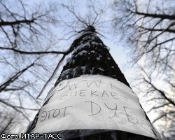 Драка в Химкинском лесу: экологов били головами о деревья