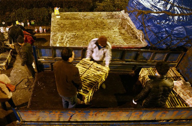 Набитый живыми кошками грузовик перевернулся в Китае. ФОТО