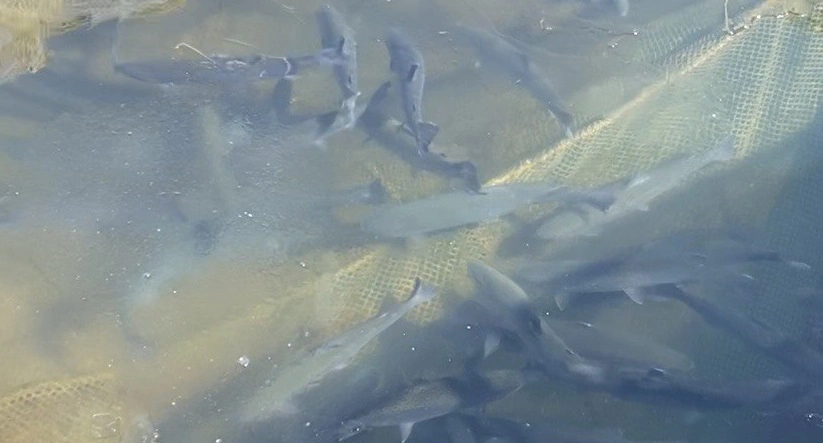 Надежда Будрина