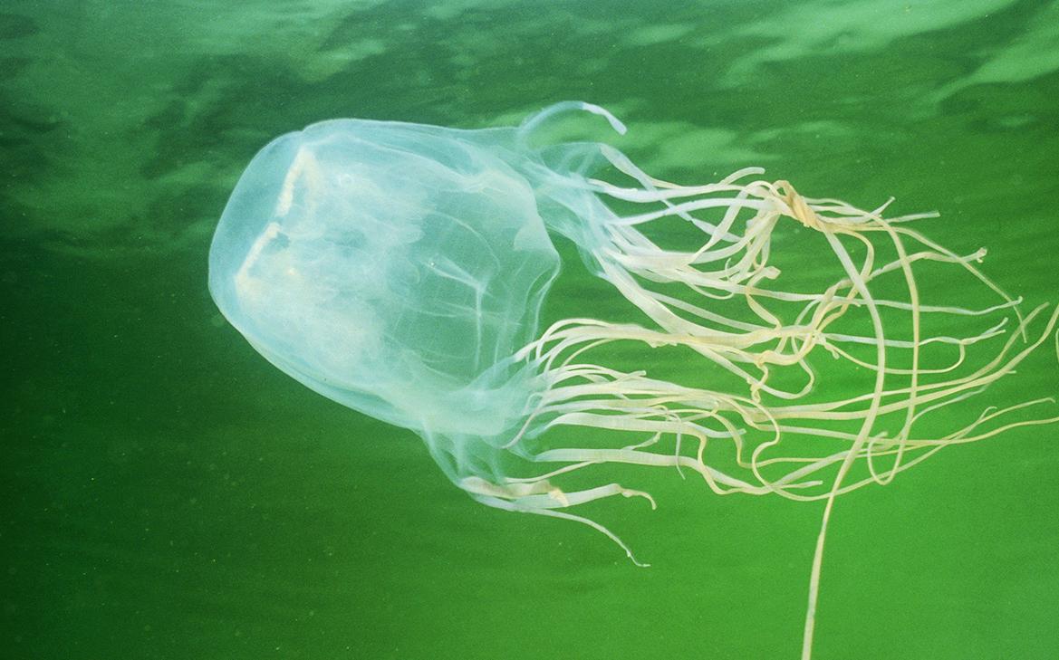 Посольство в Малайзии раскрыло детали смерти ребенка из-за медузы