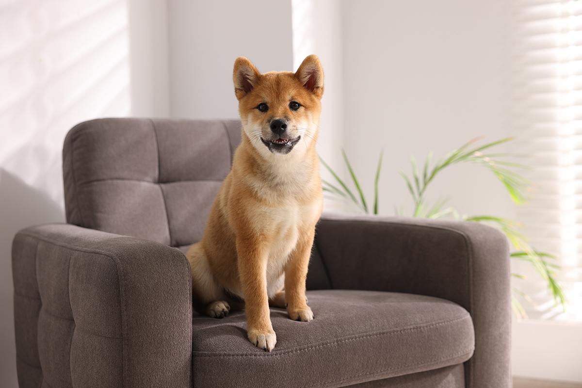 Сиба-ину выглядит пушистой собакой, но линьки у них проходят не интенсивно