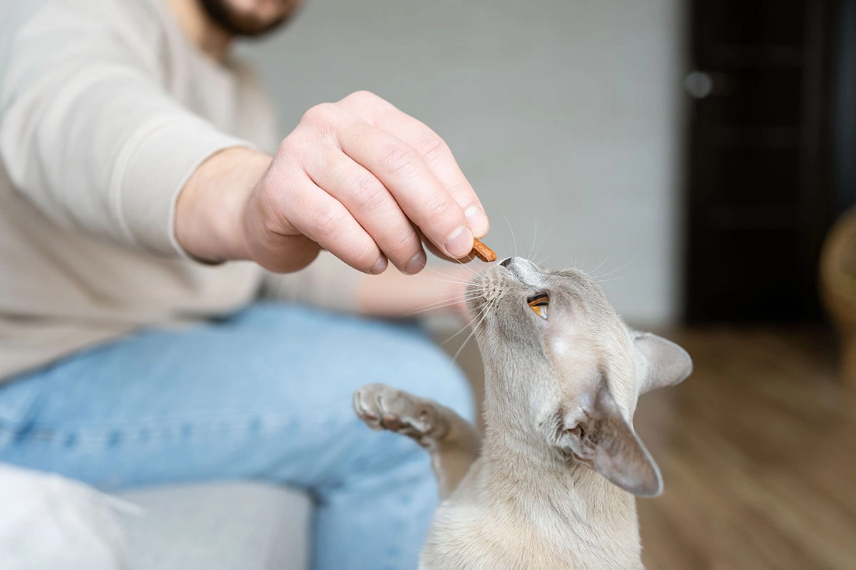 Бурманская кошка