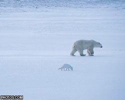 Популяция белых медведей к 2050г. сократится на две трети
