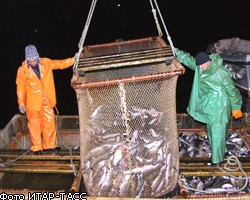 РФ может ввести запрет на вылов рыбы на Дальнем Востоке