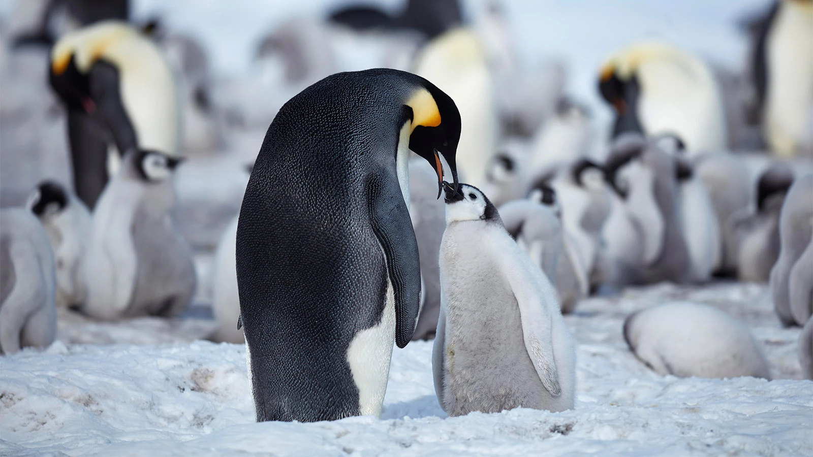 <p>На фото: императорские пингвины</p>