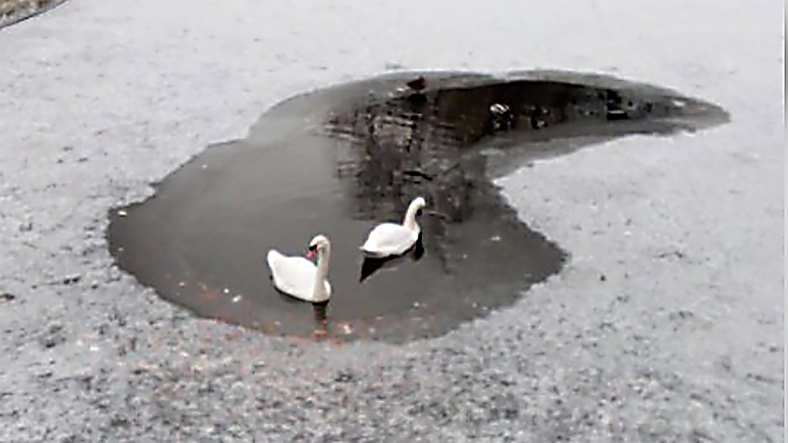<p>Лебеди в парке имени Мандельштама</p>