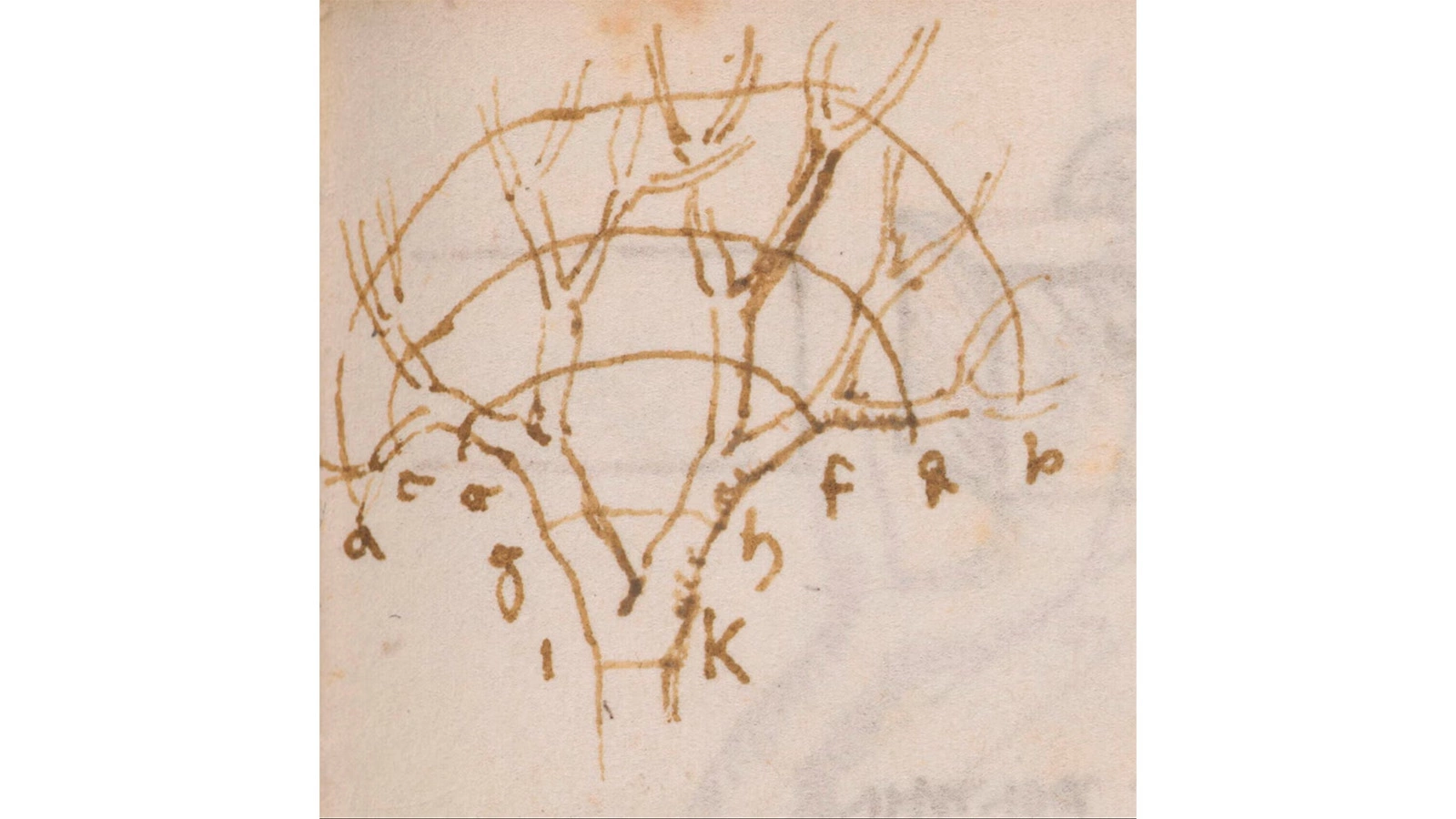 Рисунок дерева, сделанный Леонардо да Винчи