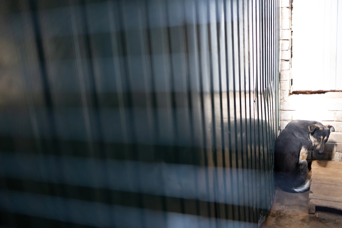 Александр Подгорчук