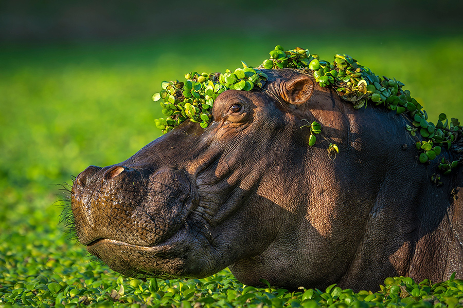 На фото: работа одного из финалистов конкурса Nikon Comedy Wildlife Awards. В сентябре жюри отобрало 40 финалистов конкурса смешных фотографий животных, в список вошел снимок бегемота польского фотографа Артура Станкевича под названием &laquo;Я слишком сексуален для своей любви&raquo;. Животное выглядело словно &laquo;парень, [который] только что вышел из парикмахерской с широкой улыбкой на лице&raquo;, прокомментировал фото автор.