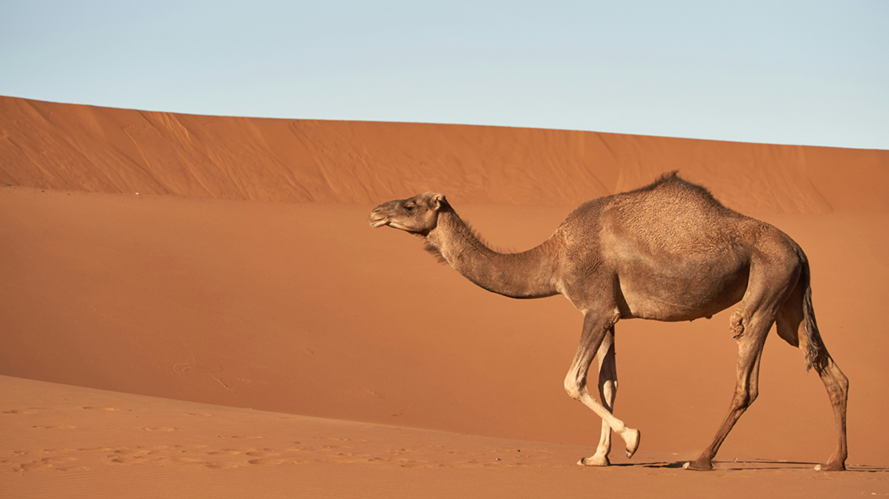 В Австралии выпустили водку на верблюжьем молоке