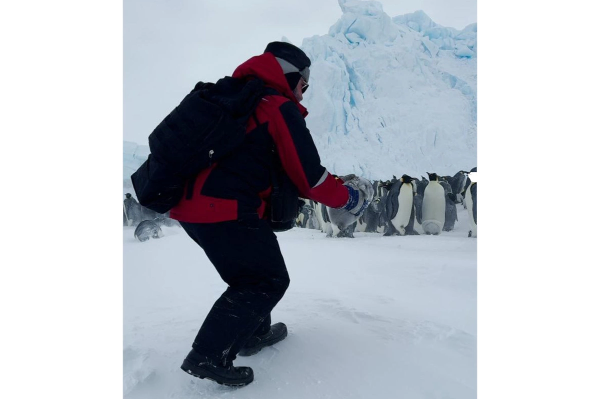 Cпасение детеныша императорского пингвина