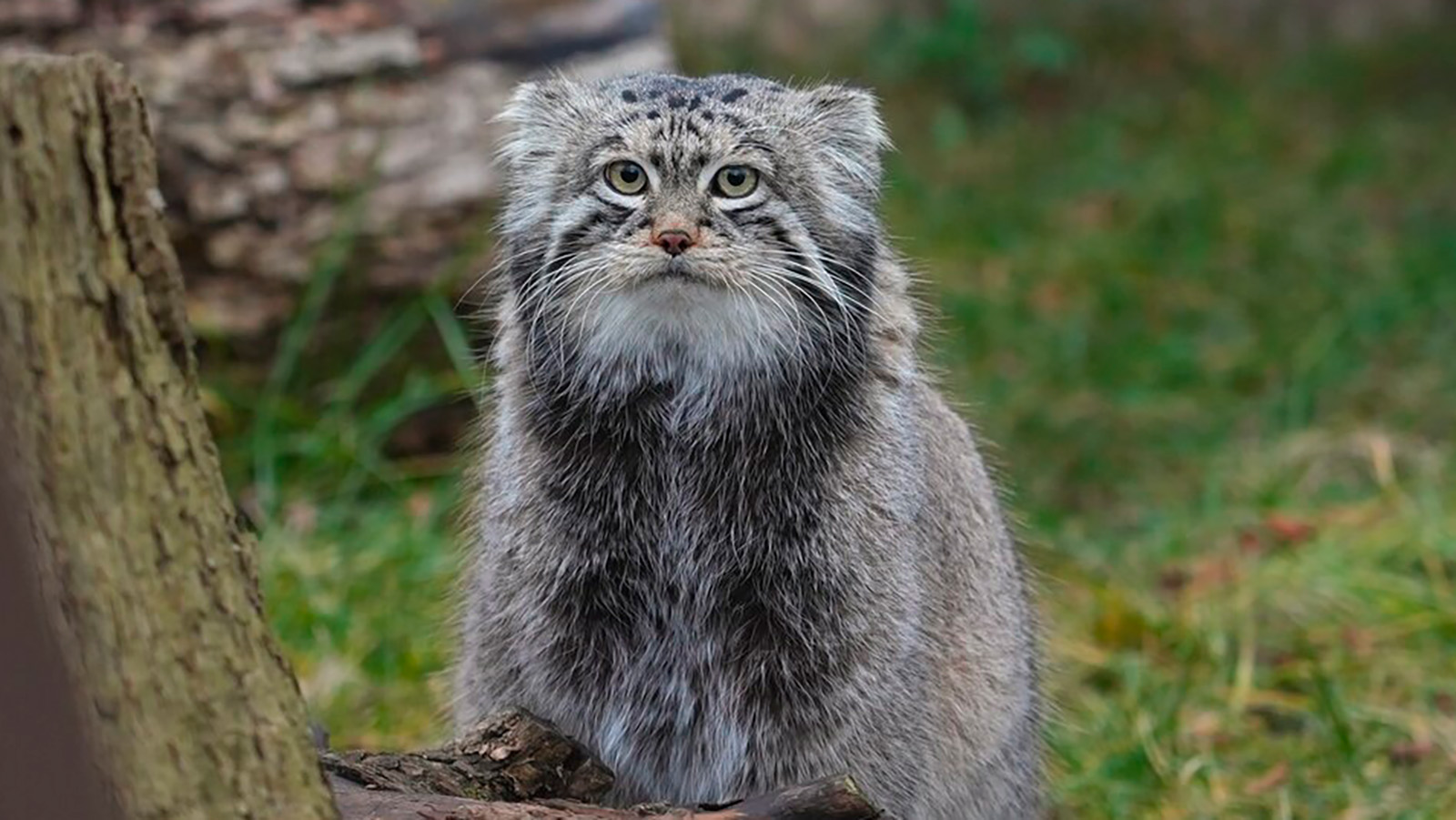 Манул Тимофей