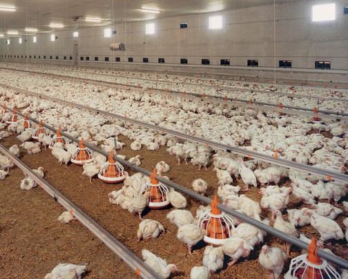"Ак Барс Холдинг" увеличит производство мяса птицы более чем в полтора раза