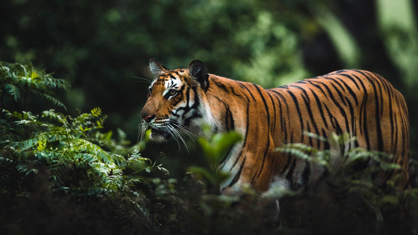 В Индии тигр съел школьного учителя