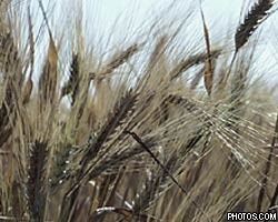 Эксперты прогнозируют рост спроса на российскую пшеницу