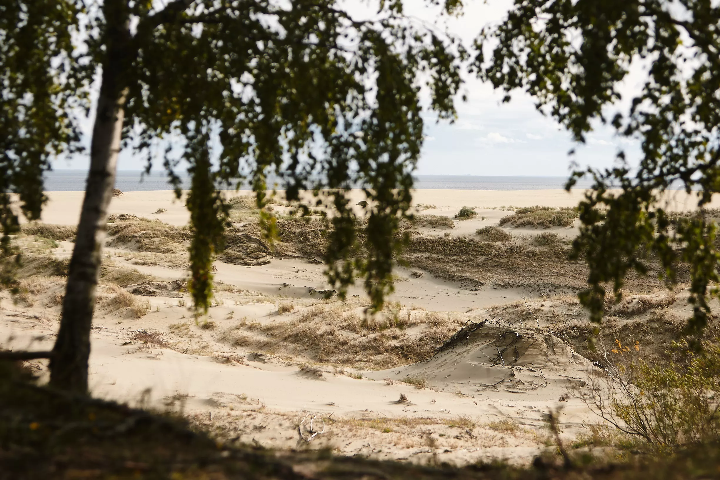 Александр Подгорчук