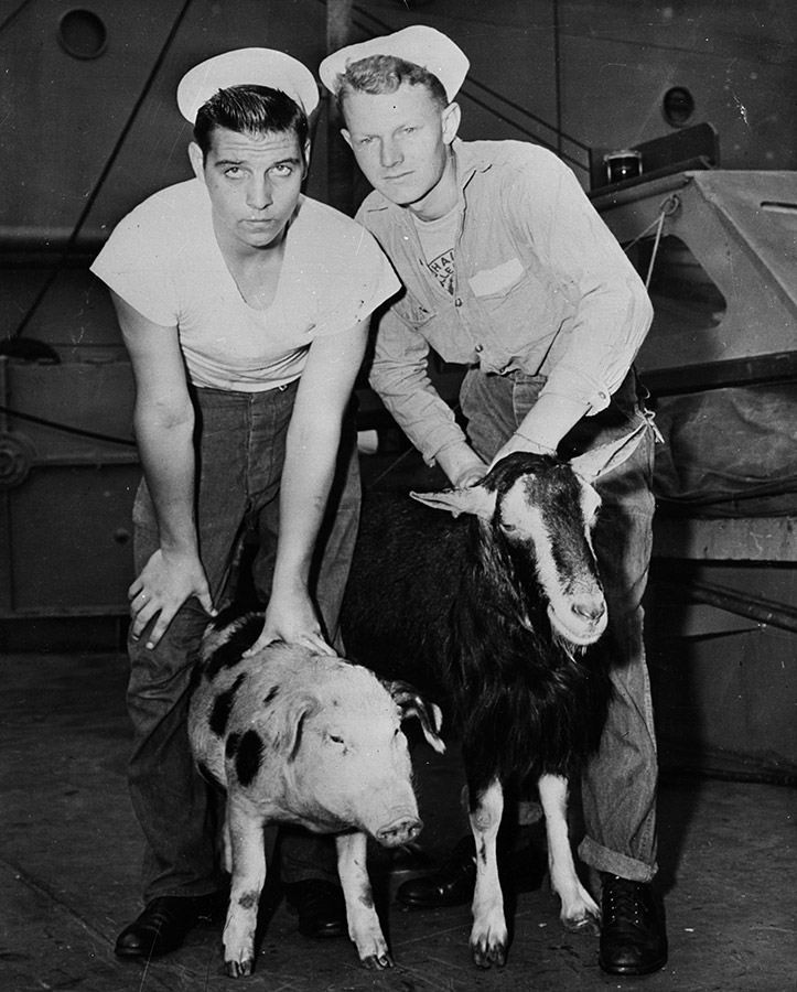 На фото: &laquo;Свинья 311&raquo; и &laquo;Коза Б.О. Пленти&raquo; возвращаются в Вашингтон с атолла Бикини, где они подверглись радиоактивным осадкам. С ними моряки второго класса Дейл Липпс (слева) и Ричард Уильямсон. Сентябрь 1946 года.

На 22 кораблях, где находились члены экипажа, размещались животные&nbsp;&mdash; крысы, мыши, морские свинки, козы, свиньи. 10% из них убило взрывной волной, 15% погибли от радиации, еще 10%&nbsp;&mdash; из-за последствий взрыва