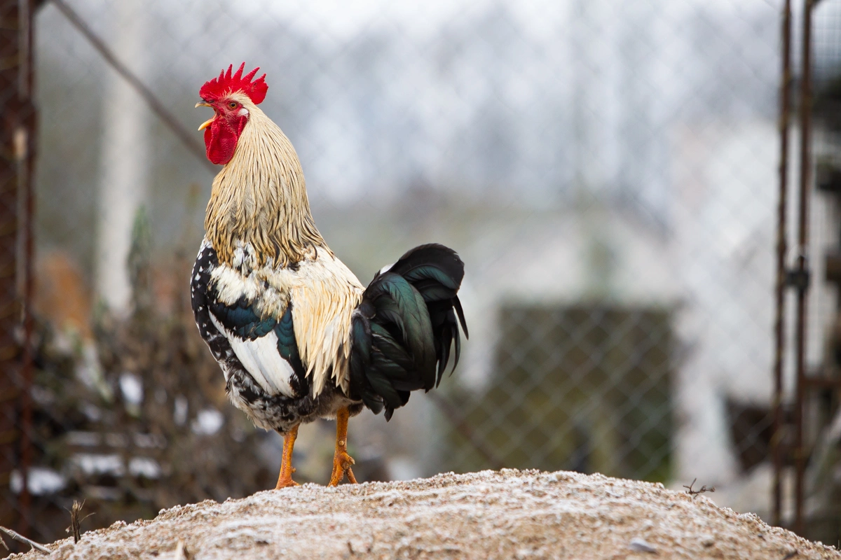 Александр Подгорчук