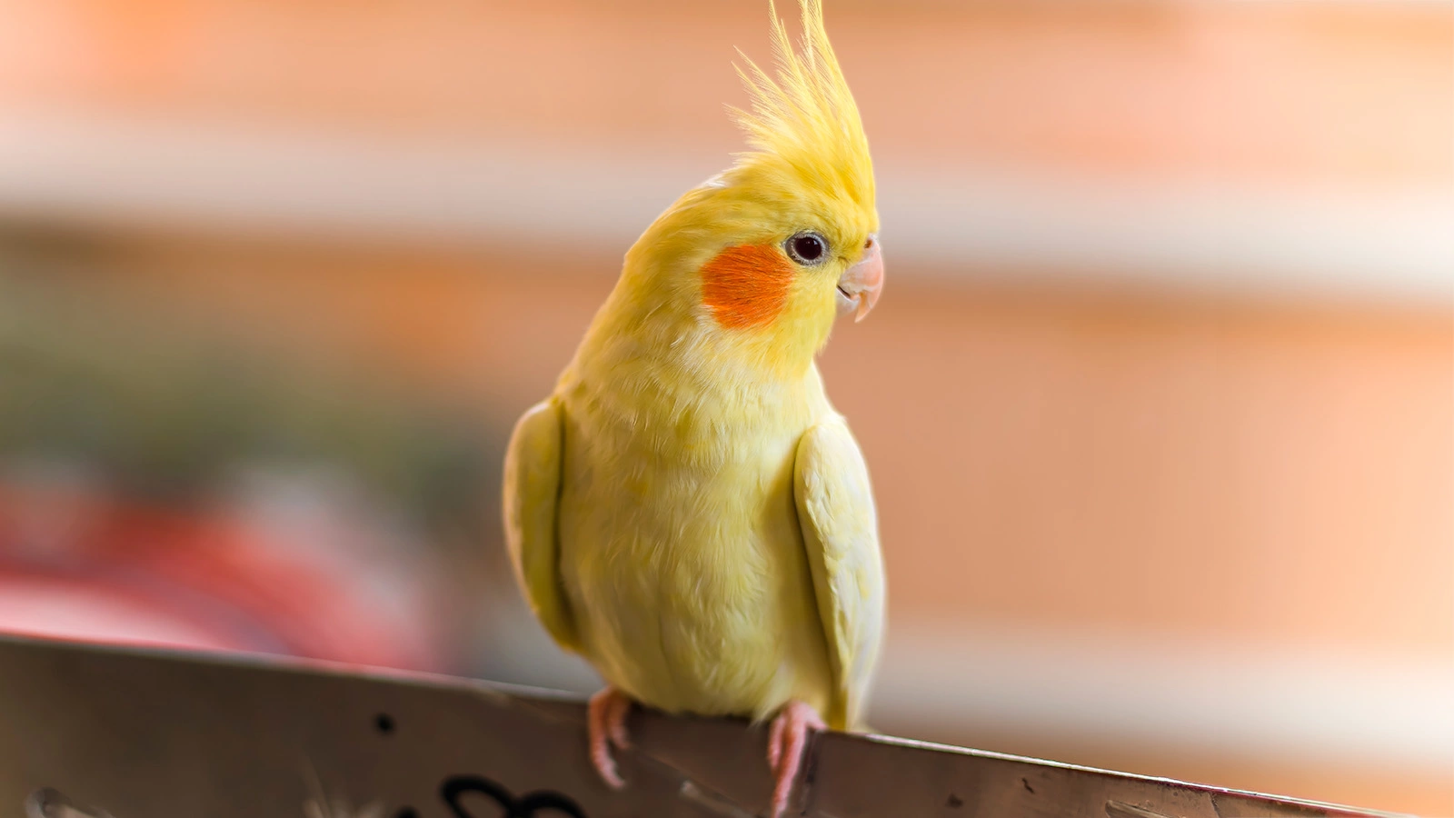 Жетілген бастықпен анальный порно секс