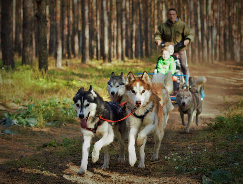 «Маламут Ленд»