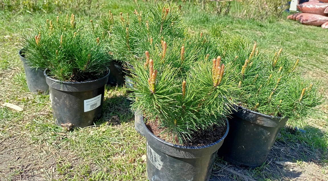 Алексей Коваленок / РБК Новосибирск