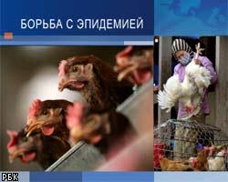 ЕС ввел запрет на ввоз из России птицы