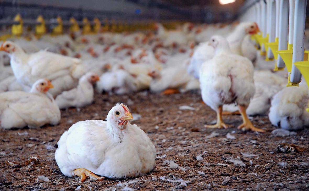 На «Таганрогской птицефабрике» обнаружили птичий грипп
