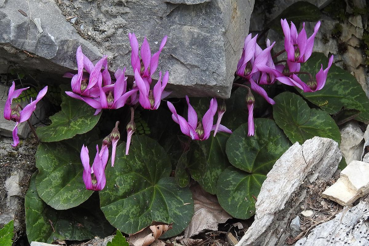 Цветки цикламена могут иметь окраску от белого до фиолетового
