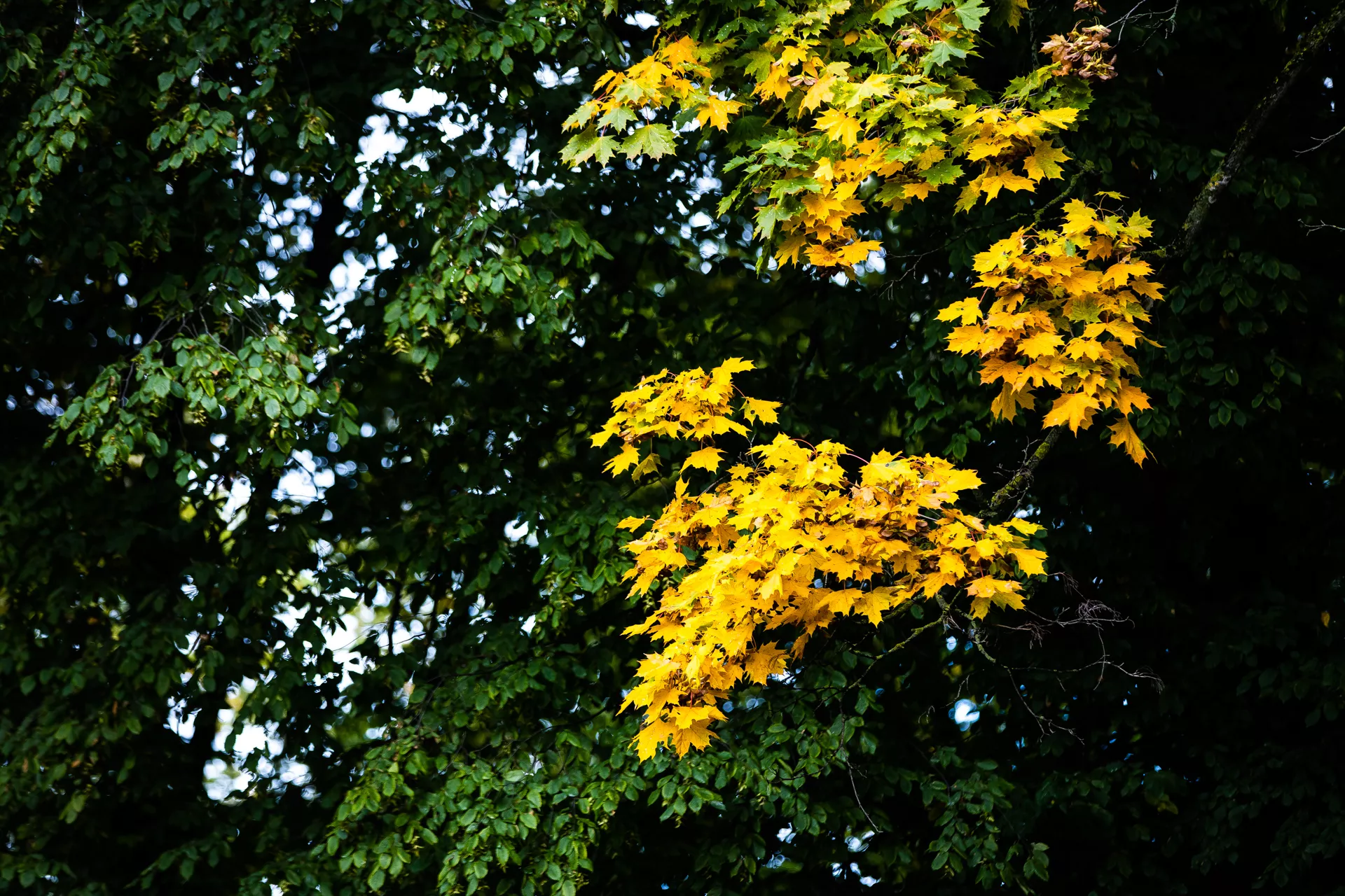 Александр Подгорчук