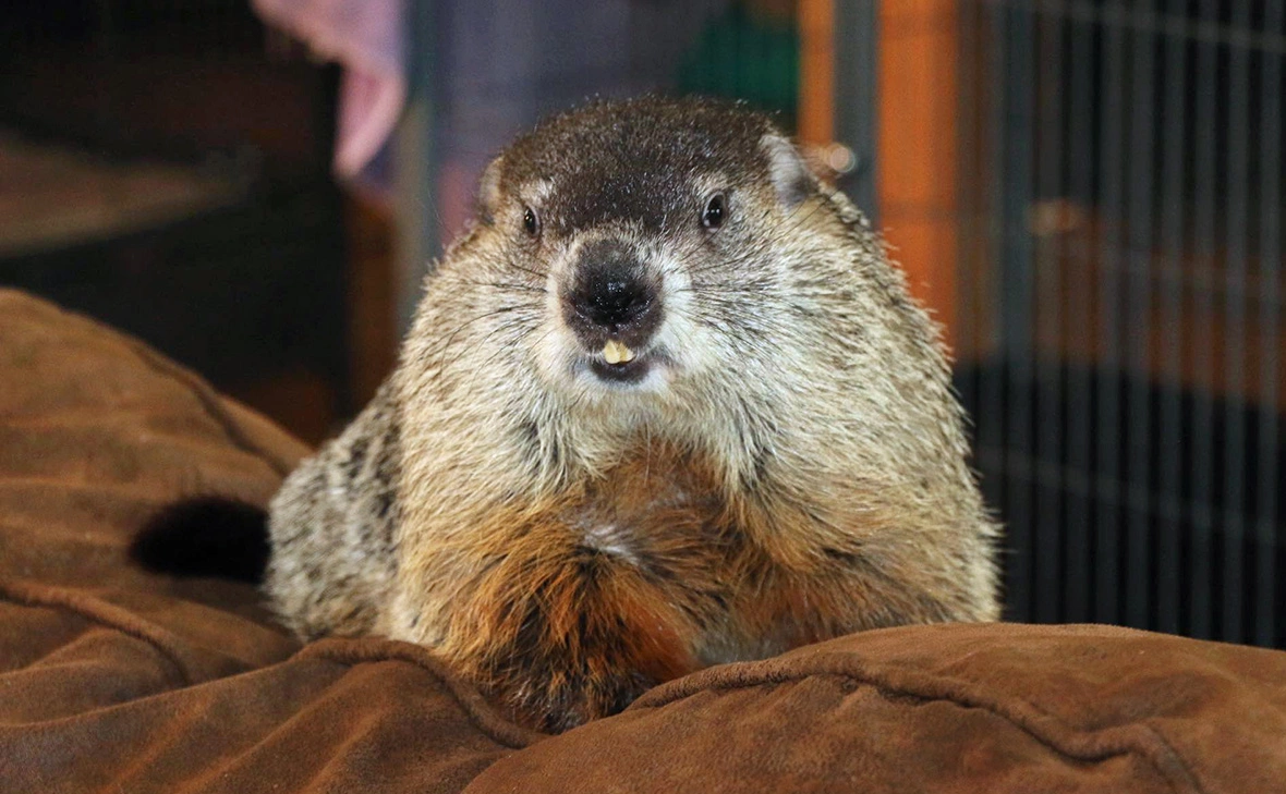 Second Chances Wildlife Center