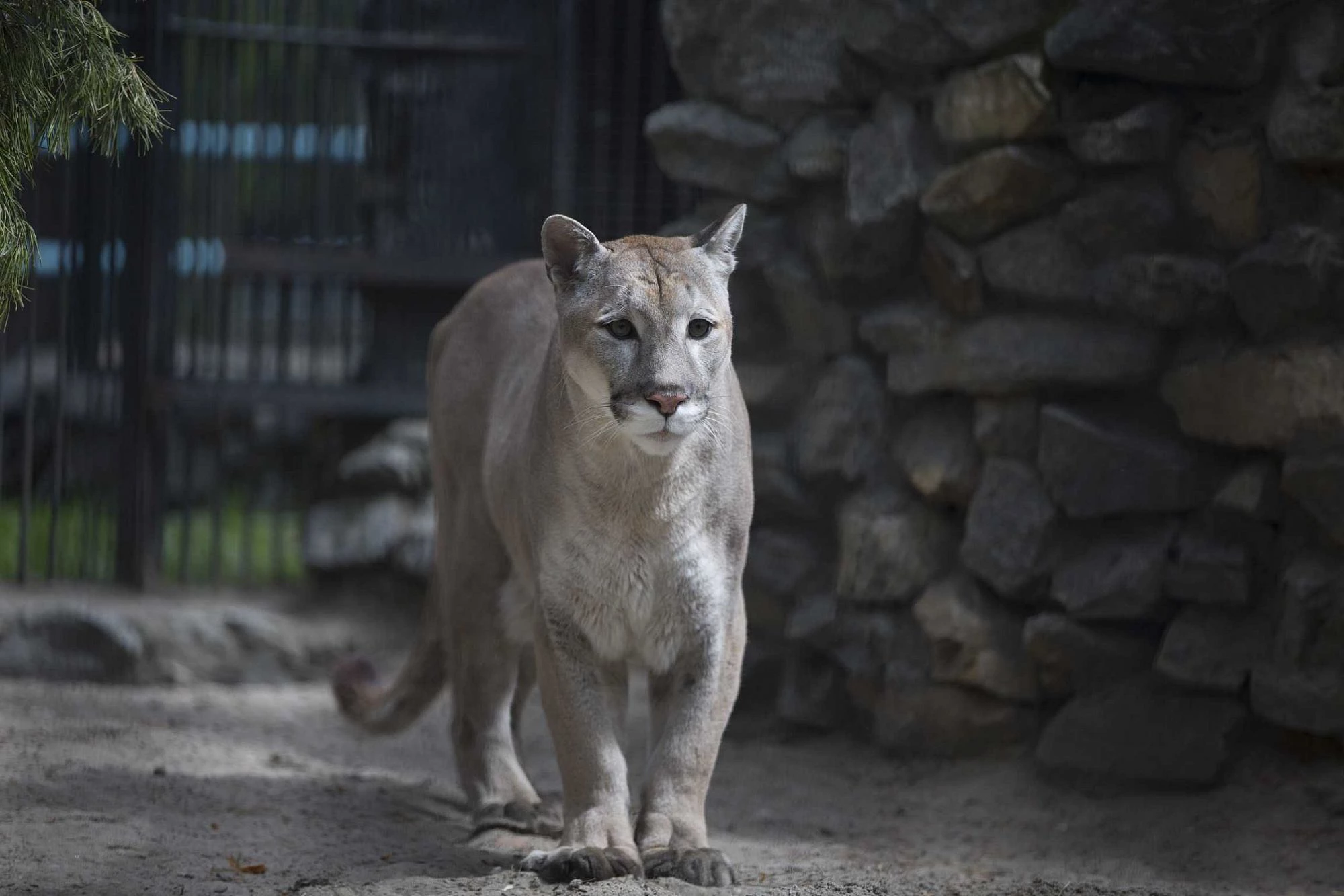 Пресс-служба Новосибирского зоопарка 