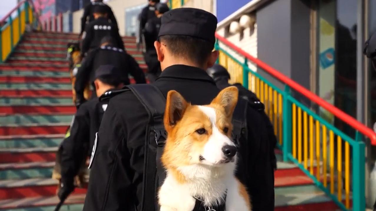 В Китае полицейского корги «лишили годовой премии» за сон на работе
