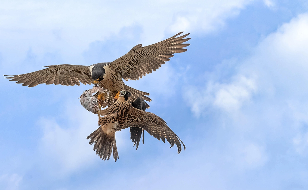 Isai Hernandez / ImageBroker.com / Global Look Press